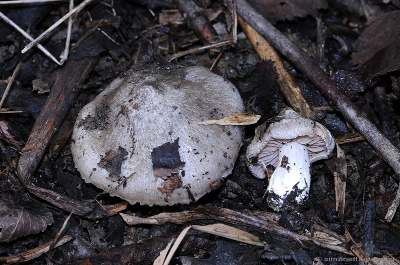 Entoloma saundersii var. hiemale